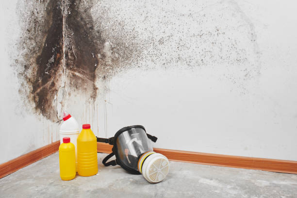 Best Mold Remediation for Schools in Burton, MI