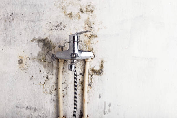 Best Post-Remediation Services in Burton, MI