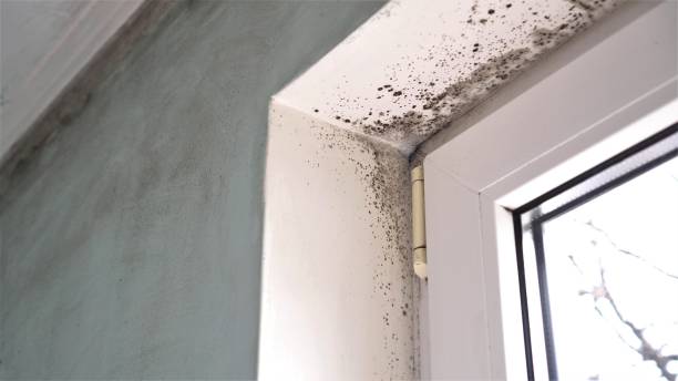 Best DIY Mold Remediation Support Services in Burton, MI