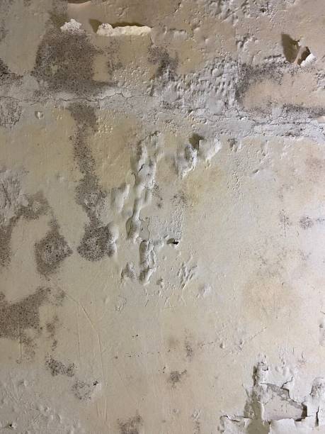 Best Basement Mold Remediation in Burton, MI