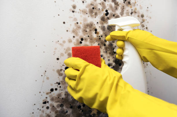 Best Kitchen Mold Remediation in Burton, MI