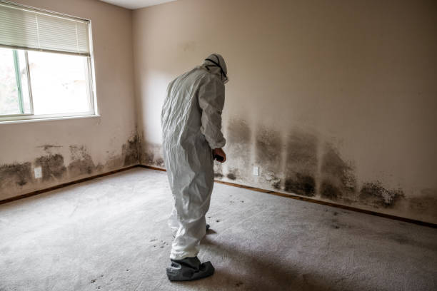 Best Mold Remediation for Specific Building Types in Burton, MI