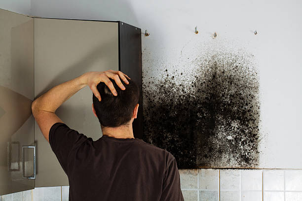 Best Crawl Space Mold Remediation in Burton, MI