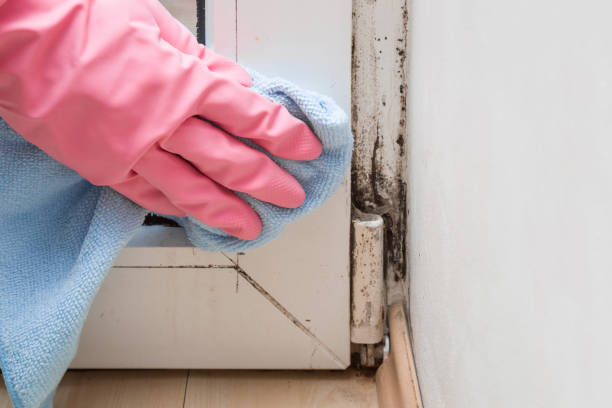 Best Residential Mold Remediation in Burton, MI