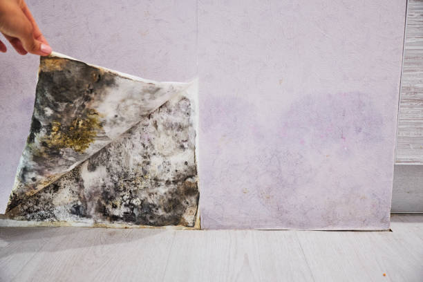 Trusted Burton, MI Mold Remediation Experts